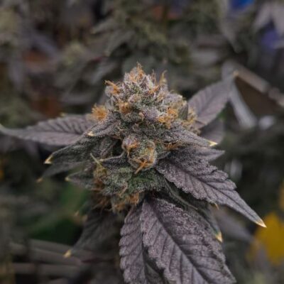 Maximum Yield Variety Pack