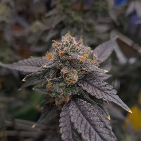 Maximum Yield Variety Pack