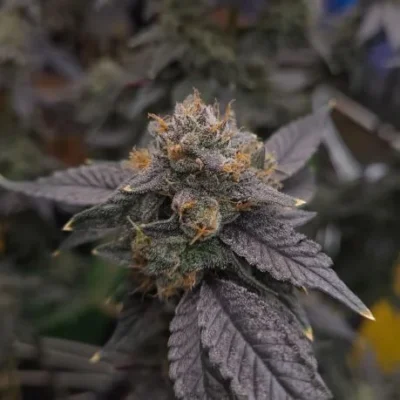 Kush Variety Pack