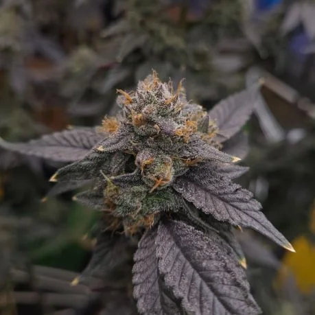 Highest Yield Variety Pack