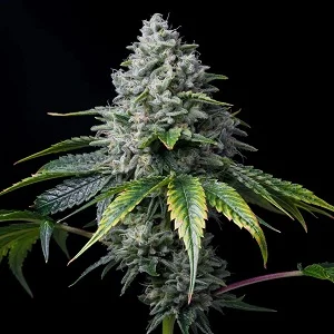 Maximum Yield Variety Pack