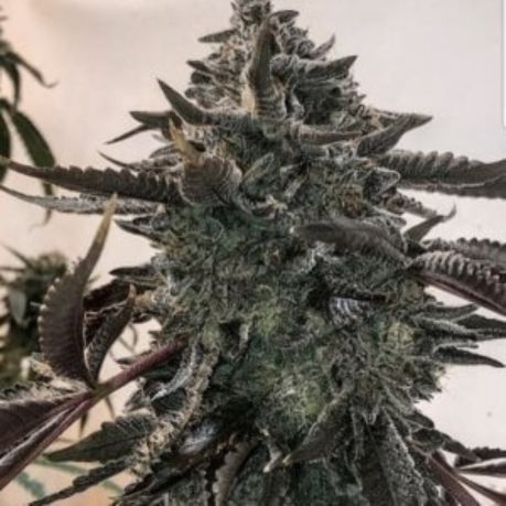 Highest THC Variety Pack