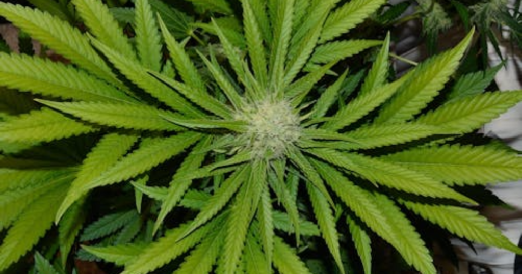 Why Are Sativa Cannabis Clones Different from Seeds?