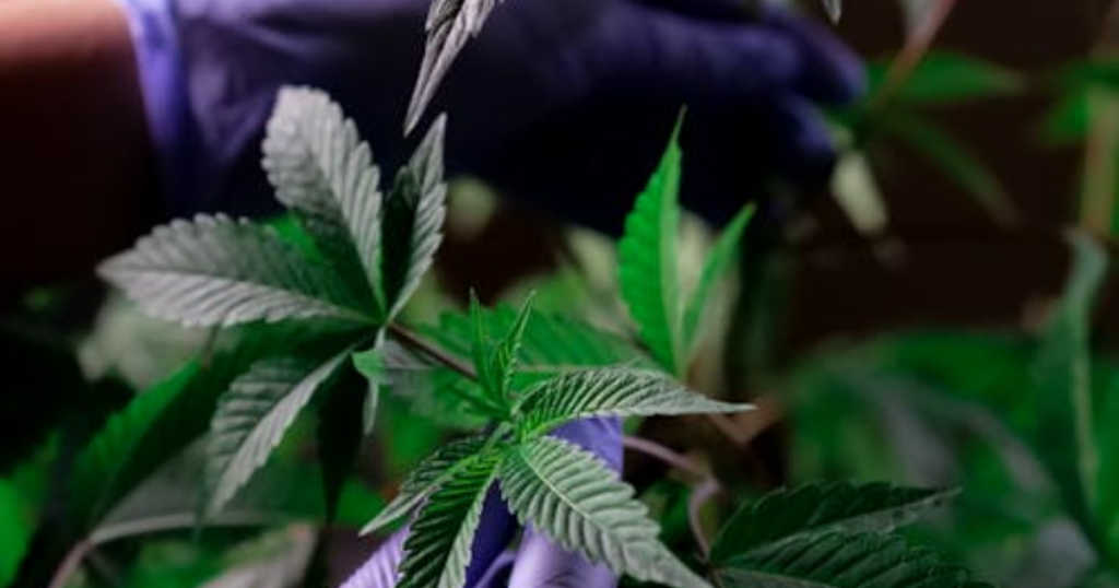 Best Cannabis Clones for Indoor Growing: Top Strains, Genetics & Selection Guide