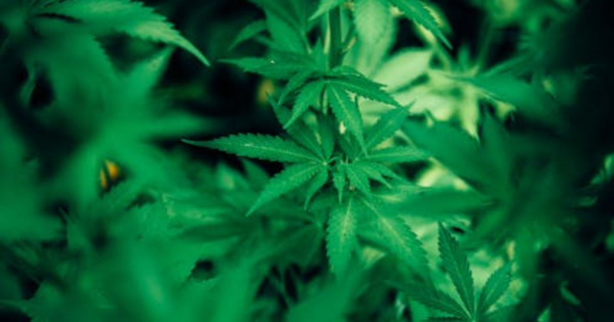 Healthy Cannabis Clones: The Complete Guide to Buying Clones Online