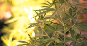 Cannabis Clones vs Seeds: Which Is Better for Canadian Growers?