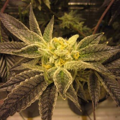 Pink Kush