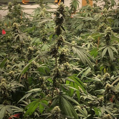 Frosted Fruit Cake