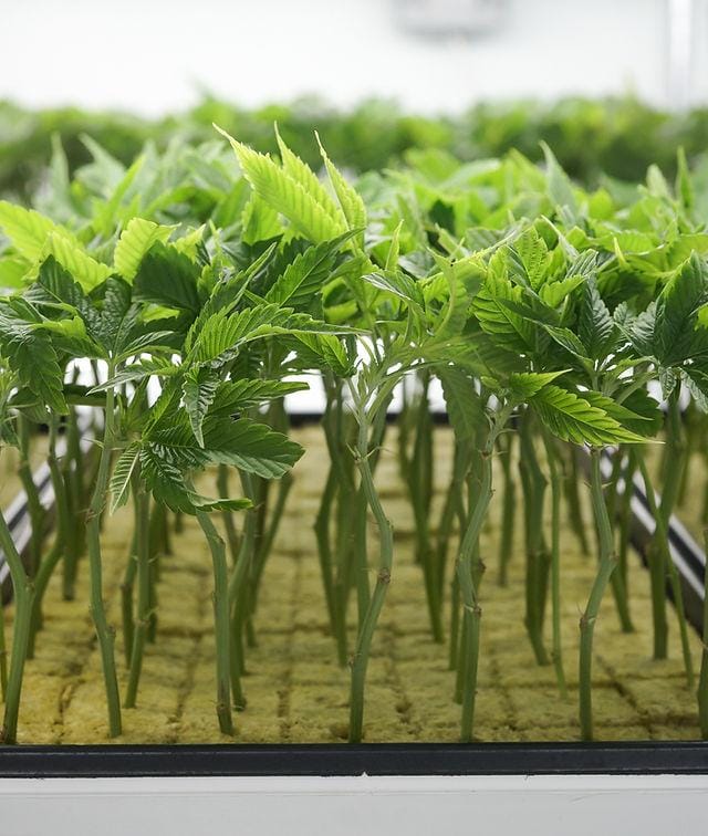How to Buy Cannabis Clones Online in Canada Safely