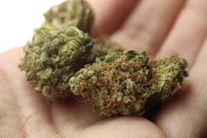 Best High-Yield Cannabis Clones in Canada: How to Choose Quality Genetics