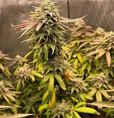 Pink Kush