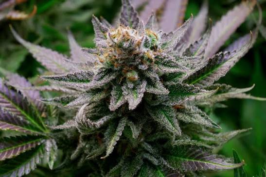 What to Look for When Buying Healthy Cannabis Clones