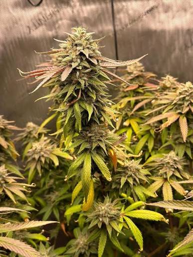 Pink Kush