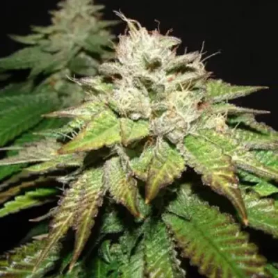Pre-98 Death Bubba