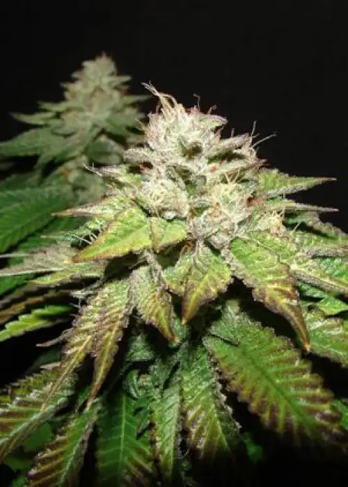 Pre-98 Death Bubba