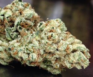How Cannabis Clones Are Shipped Across Canada: What Buyers Should Know