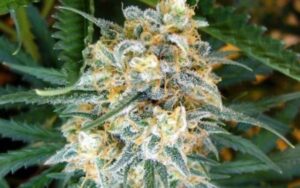 What to Do When Your Cannabis Clones Arrive: A Step-by-Step Guide