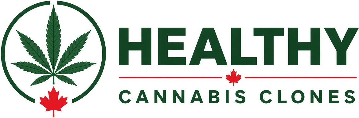 Healthy Cannabis Clones