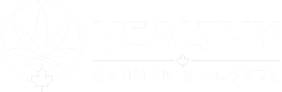Healthy Cannabis Clones